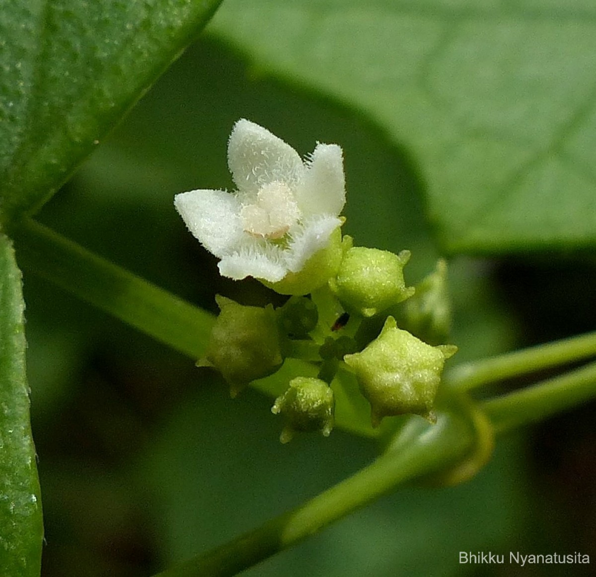 Zehneria maysorensis Arn.